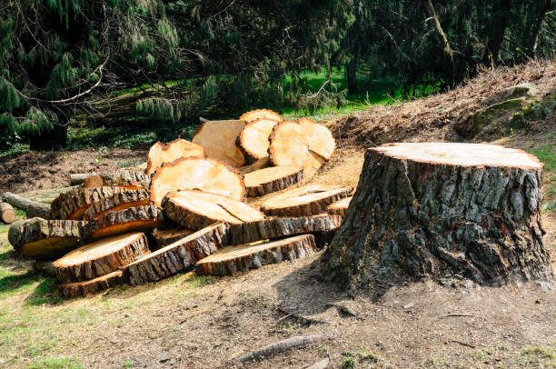 Best Hazardous Tree Removal  in Beach, ND